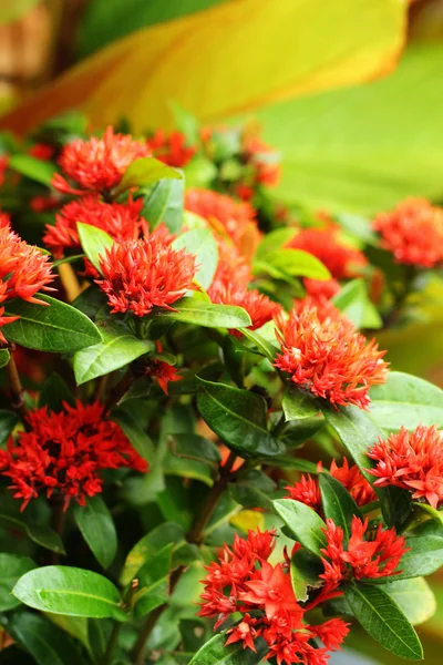 Rubiaceae - red flowers. — Stock Photo, Image