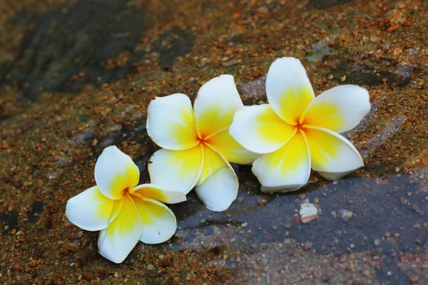 Άσπρα λουλούδια σε πέτρα — Φωτογραφία Αρχείου