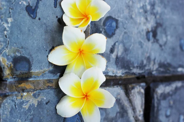 Vita blommor på en sten — Stockfoto