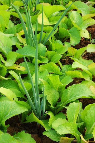 Vegetabiliska lök - salladskål — Stockfoto