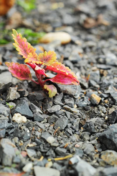 Hoja con piedras rosas . — Foto de Stock