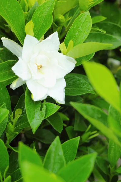 Jasmine flower — Stock Photo, Image