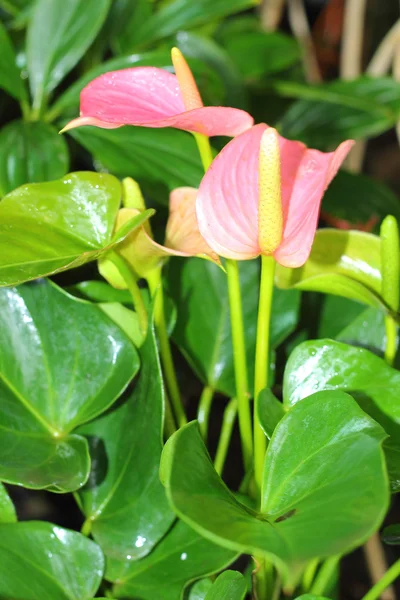 Fiore di fenicottero — Foto Stock