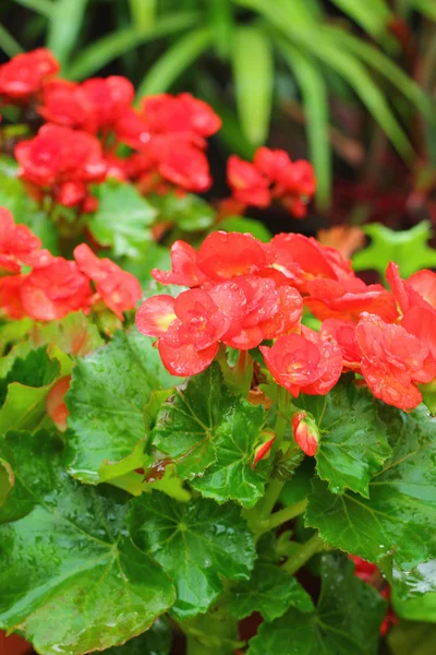 Red flowers — Stock Photo, Image