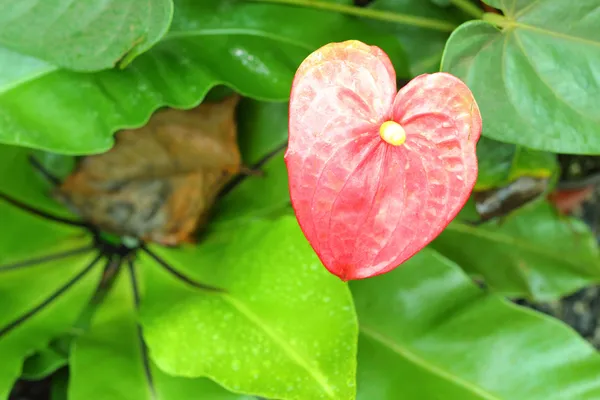 フラミンゴ花 — ストック写真