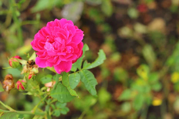 Розы - розовые цветы . — стоковое фото