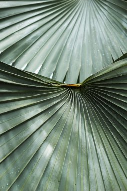 yaprak bıçak yeşil çizgili.