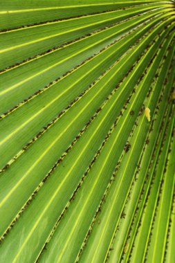 yaprak bıçak yeşil çizgili.