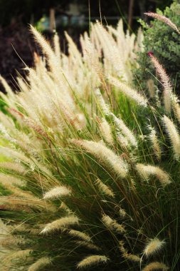 Beyaz çiçeklerle çimen.