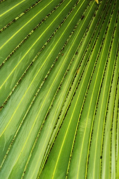 Hoja hoja rayas verdes . —  Fotos de Stock