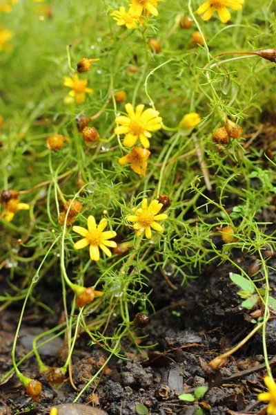 Gelbe Blüten — Stockfoto