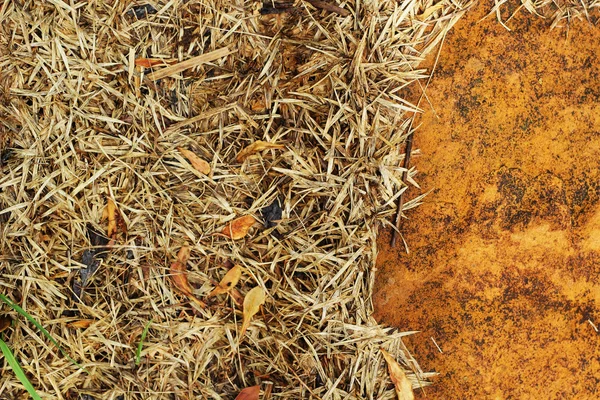 Dried leaves on the rocks. — Stock Photo, Image