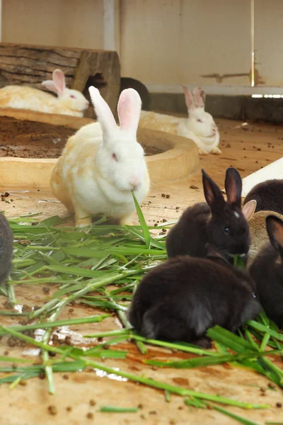 Масса кролика - поедание травы — стоковое фото