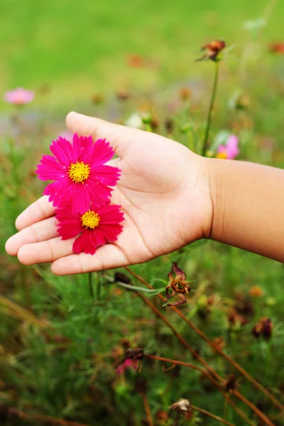 Růžové květy - v rukou dětí. — Stock fotografie
