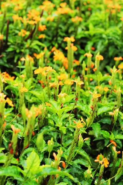 Orange flowers - in the garden. — Stock Photo, Image