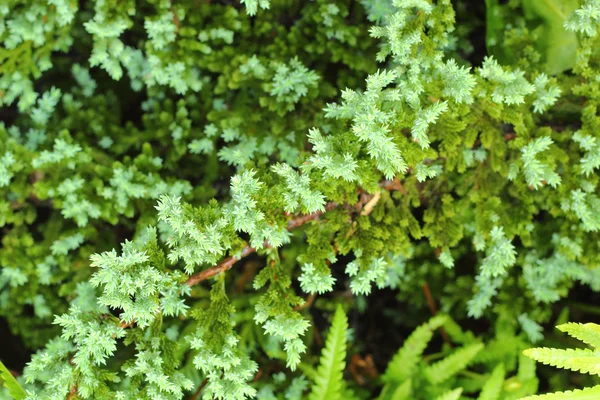 Hoja de helecho — Foto de Stock