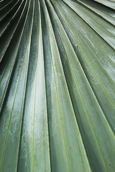 Leaf blade green stripes. Royalty Free Stock Photos