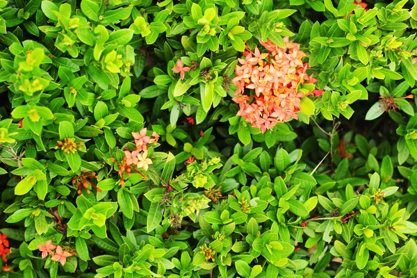 West-Indische jasmijn - rode bloemen — Stockfoto
