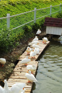 Beyaz Kuğu sürüsü.