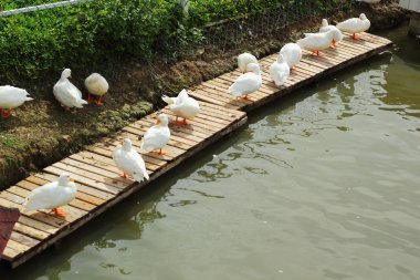 Beyaz Kuğu sürüsü.