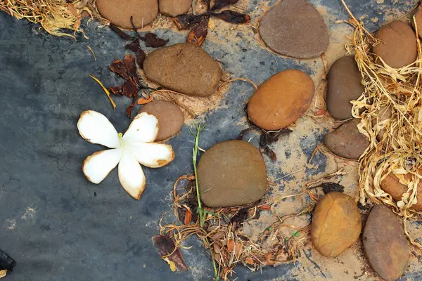 Flores blancas con piedras . —  Fotos de Stock