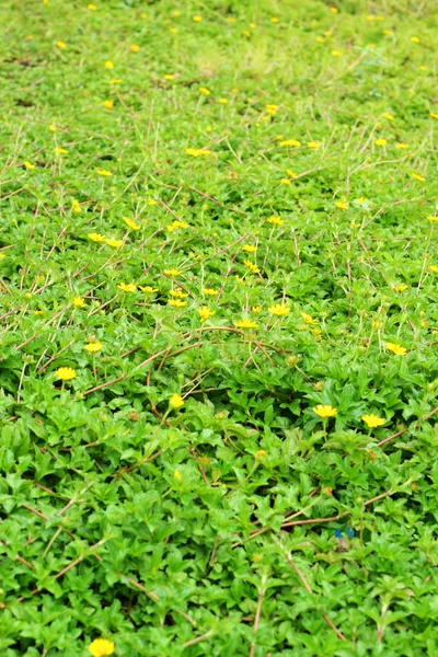 Bela paisagem - grama verde - flores amarelas — Fotografia de Stock