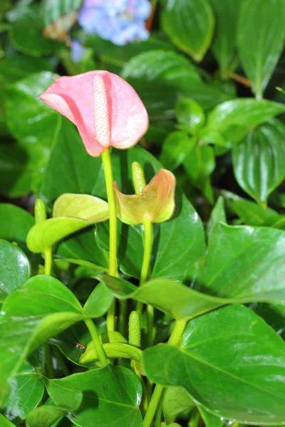 Flamingo flor — Fotografia de Stock