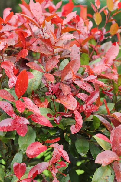 Red leaves - green leaves — Stock Photo, Image