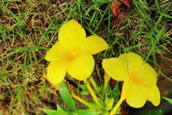 Yellow flowers — Stock Photo, Image