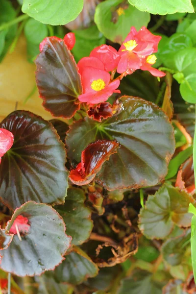 Red flowers