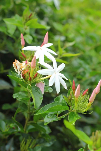 Vit jessamine - vit blomma — Stockfoto