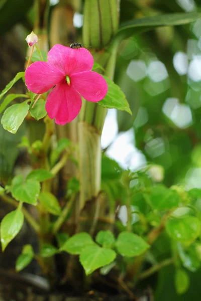 Pembe çiçekler — Stok fotoğraf