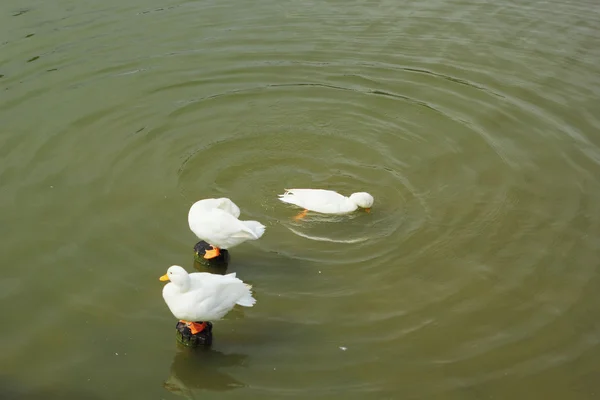 Rebanho de cisne branco nadando . — Fotografia de Stock