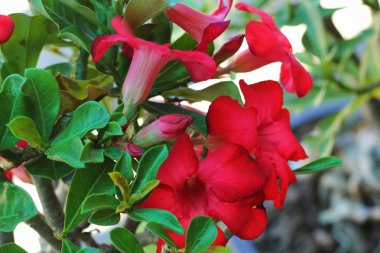 açelya çiçek - kırmızı çiçek