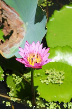 Lotus çiçeği vintage tarzı