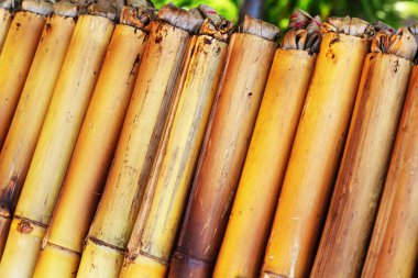 Bambu eklemlerinde kızartılmış glutinous pilavı.