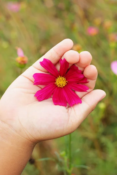 Rosa blommor - i händerna på barn. — Stockfoto