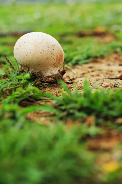 White mushrooms on the grass. — Stock Photo, Image