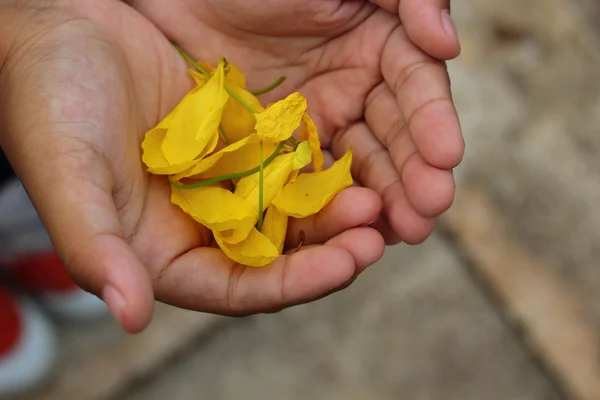 Golddusche - gelbe Blumen - bei Kindern. — Stockfoto