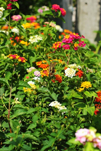 Lantana camara - borboletas enxame Gaysorn flores . — Fotografia de Stock