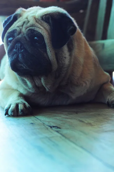 Pug cães . — Fotografia de Stock