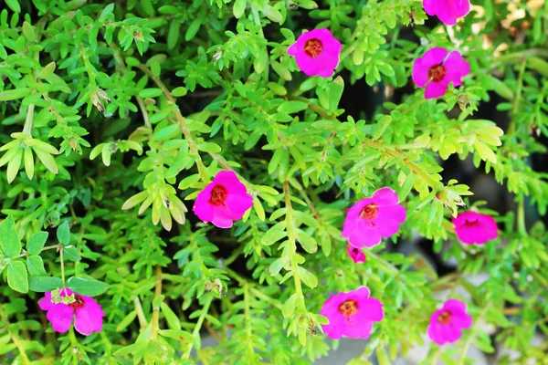 スベリヒユ - 紫とピンクの花. — ストック写真