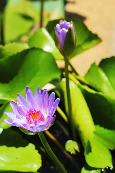 Lotus blo - lila blommor — Stockfoto