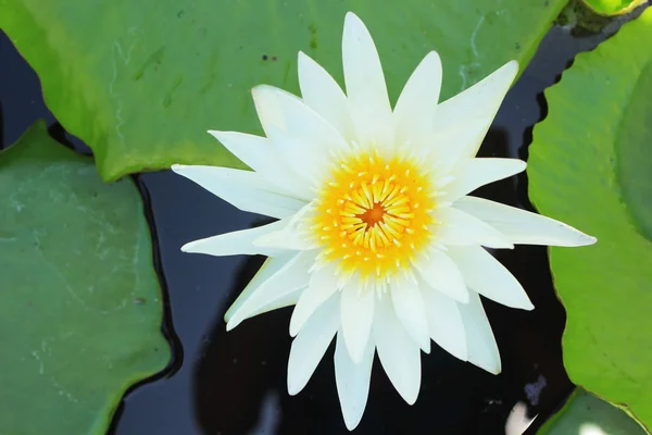 Kwiat lotosu kwiat - biały. — Zdjęcie stockowe