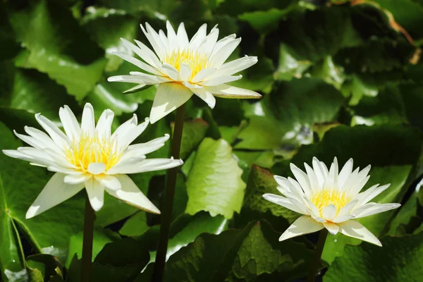 Lotusblume - weiße Blume. — Stockfoto