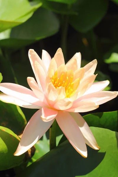 Flor de lótus - flores cor de laranja . — Fotografia de Stock