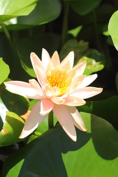 Lotus blomma - orange blommor. — Stockfoto
