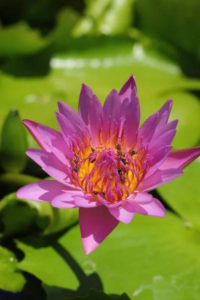 Lotus flower - purple flower — Stock Photo, Image