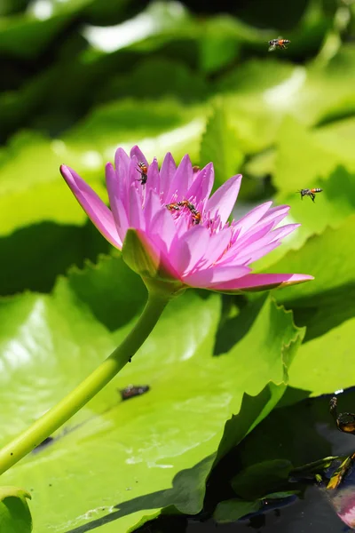 Lotusblume - rosa Blume — Stockfoto