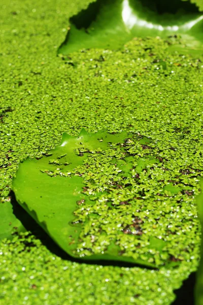 Lotus leaves - green leaves. — Stock Photo, Image